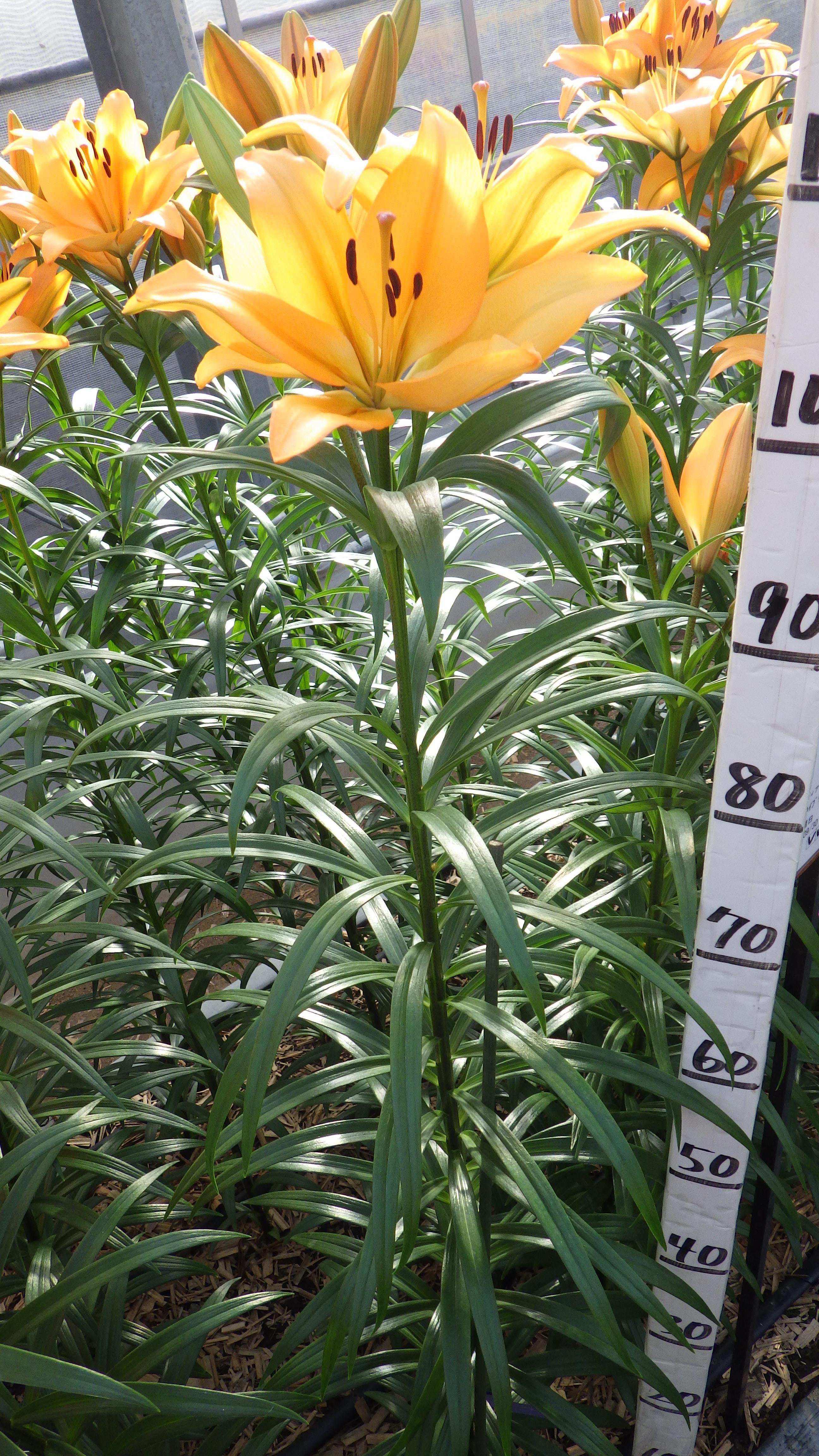 インディアンダイアモンド